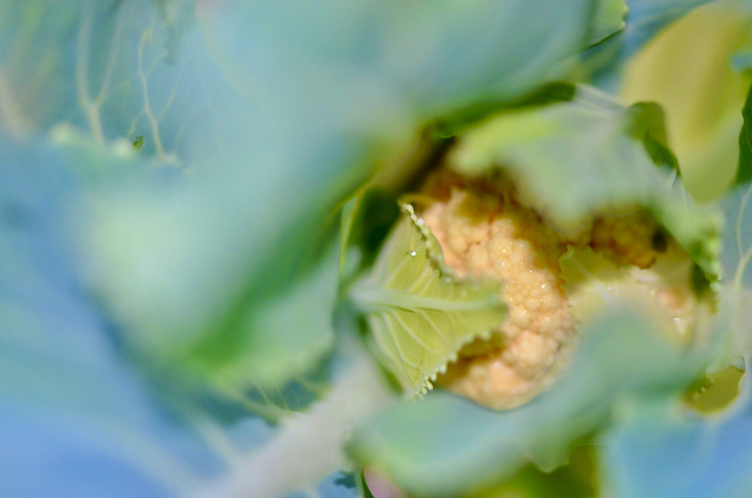 Growing a Cauliflower – A Gardening Experiment